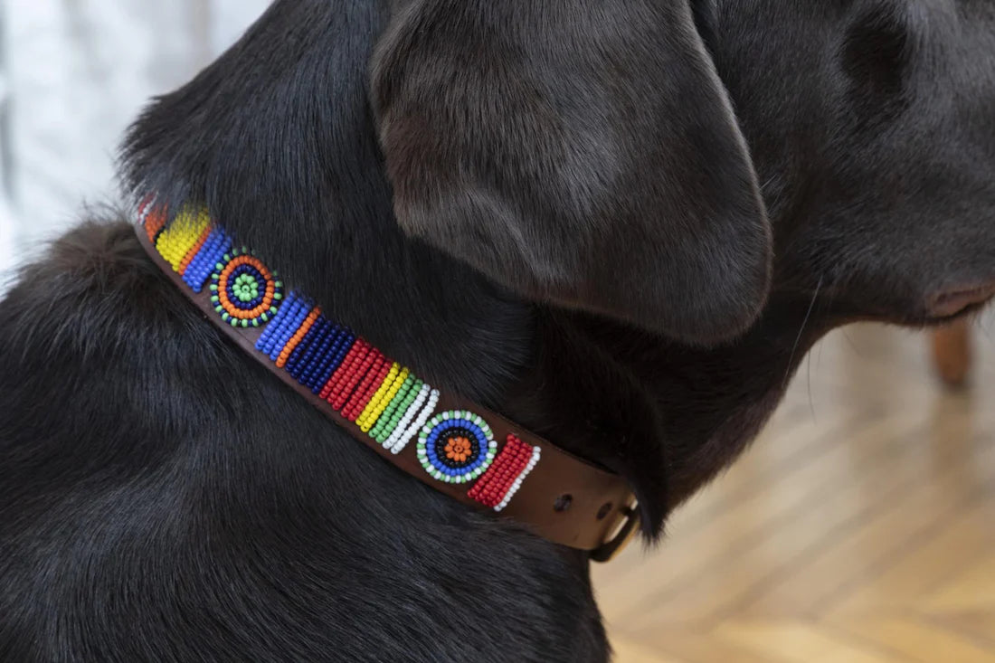 Masai Dog & Cat Collar - Rainbow & Sun