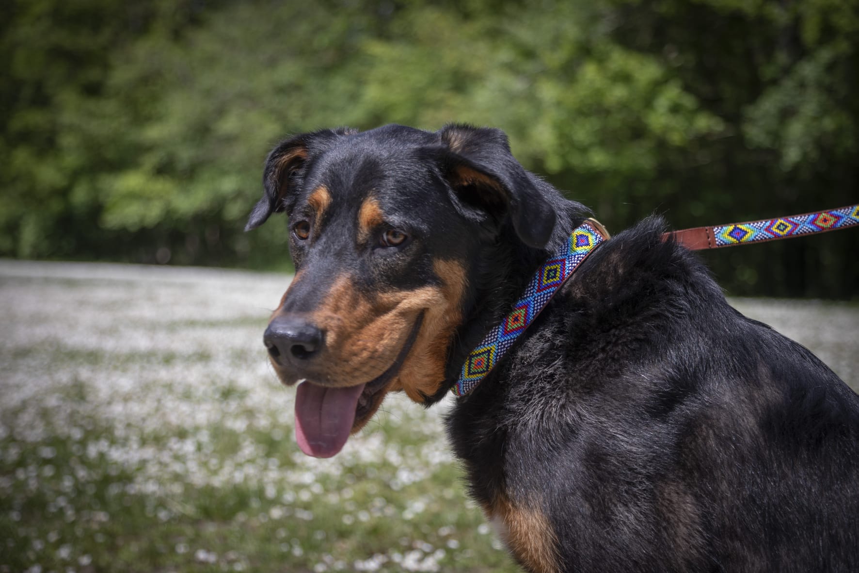 Masai Dog & Cat Collar - Diamond