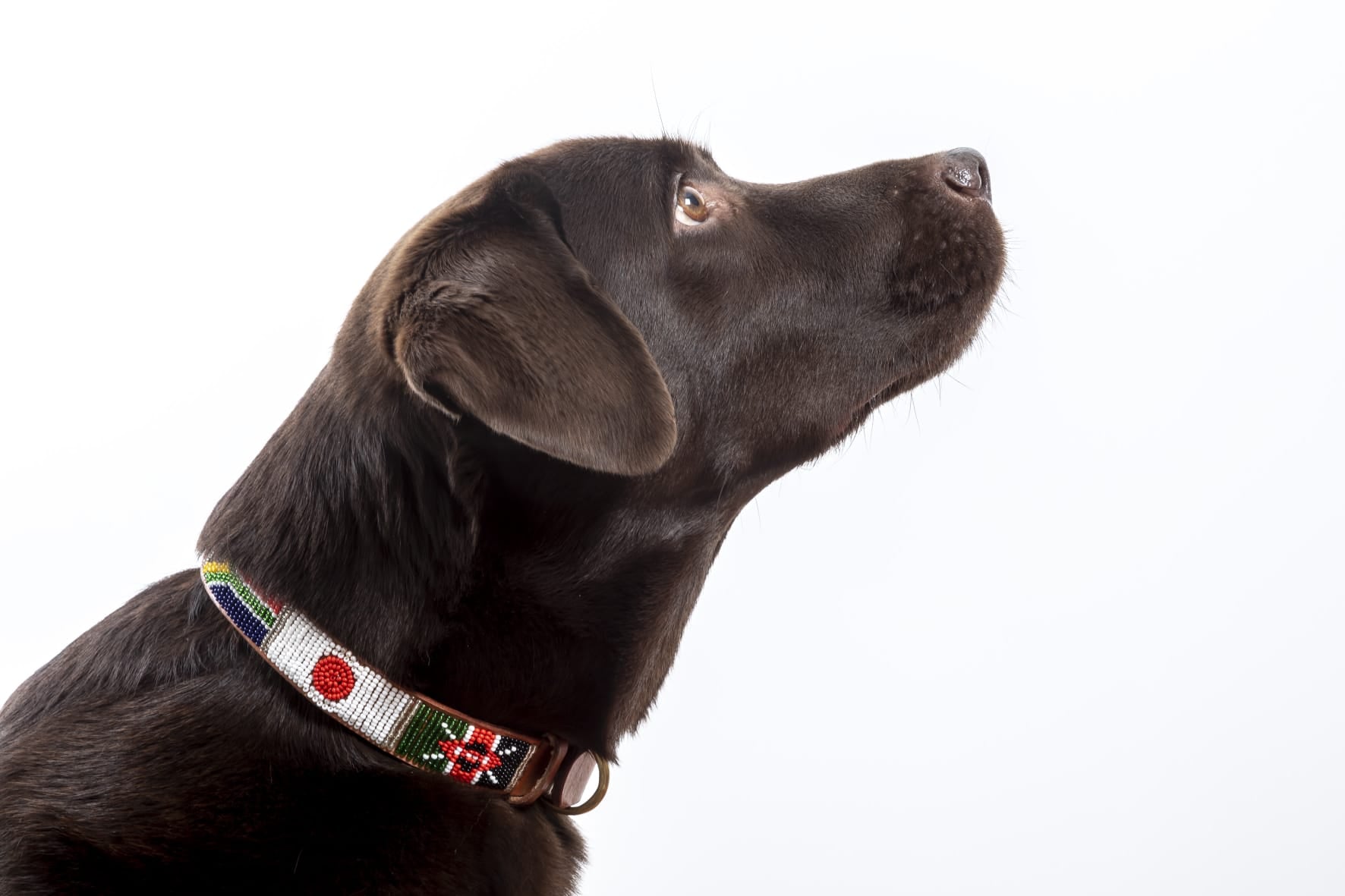 Masai Dog & Cat Collar - Flags