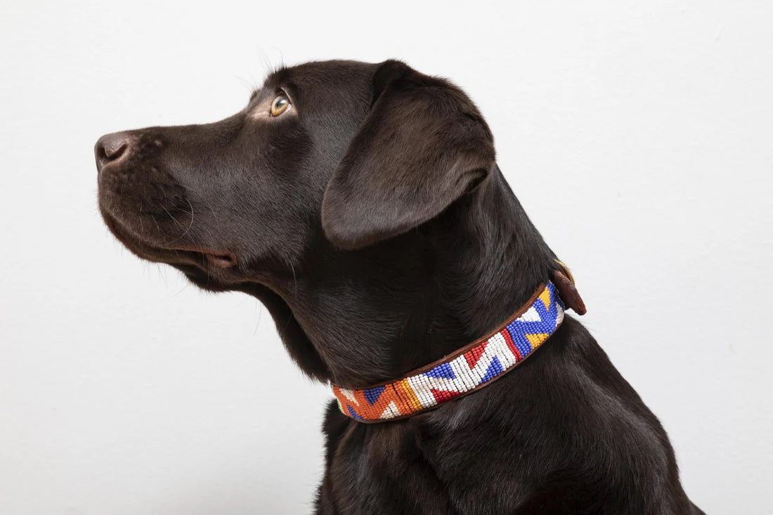 Accessoire Chien Perles et Cuir