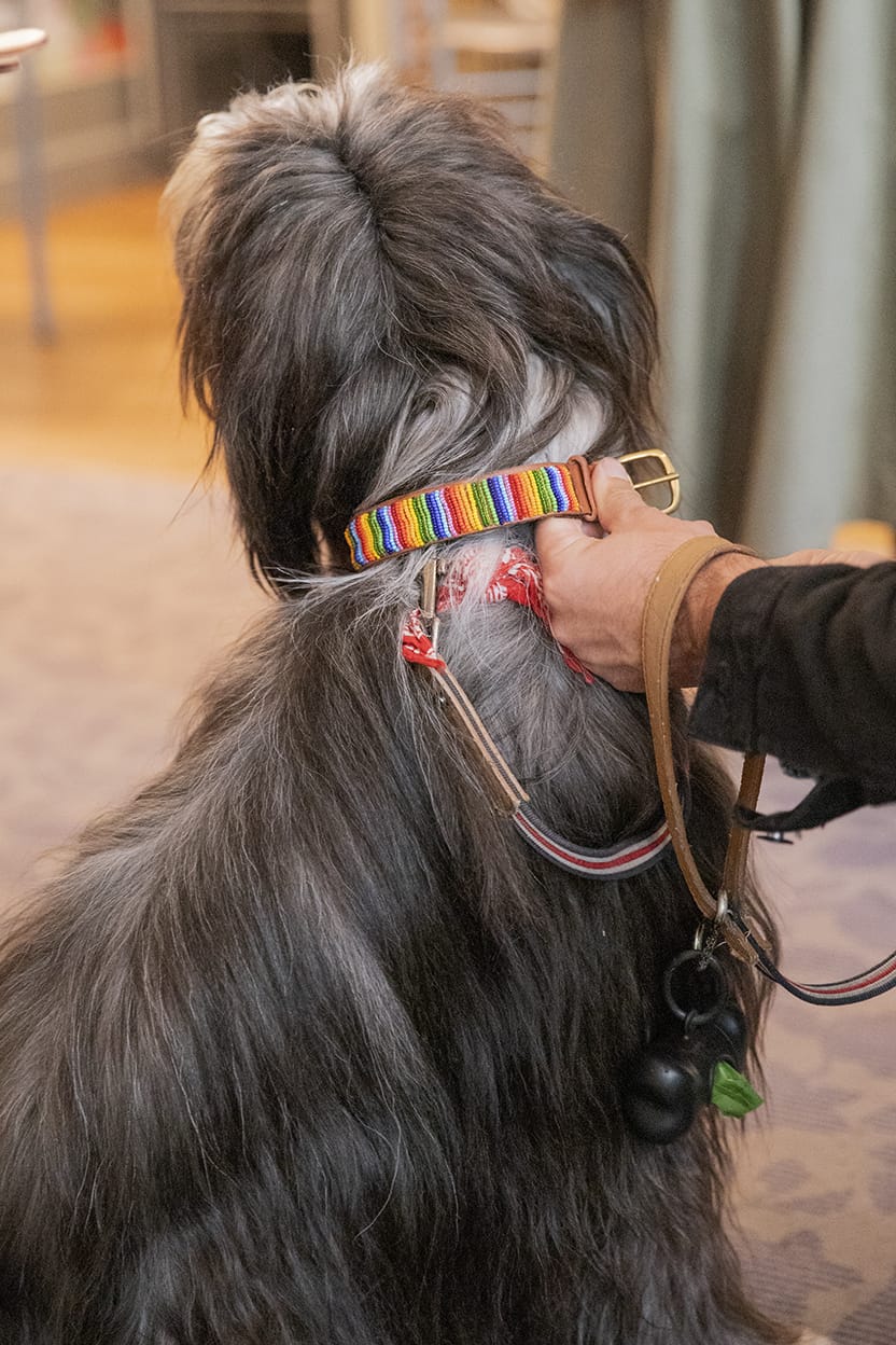 Masai Dog & Cat Collar - Rainbow