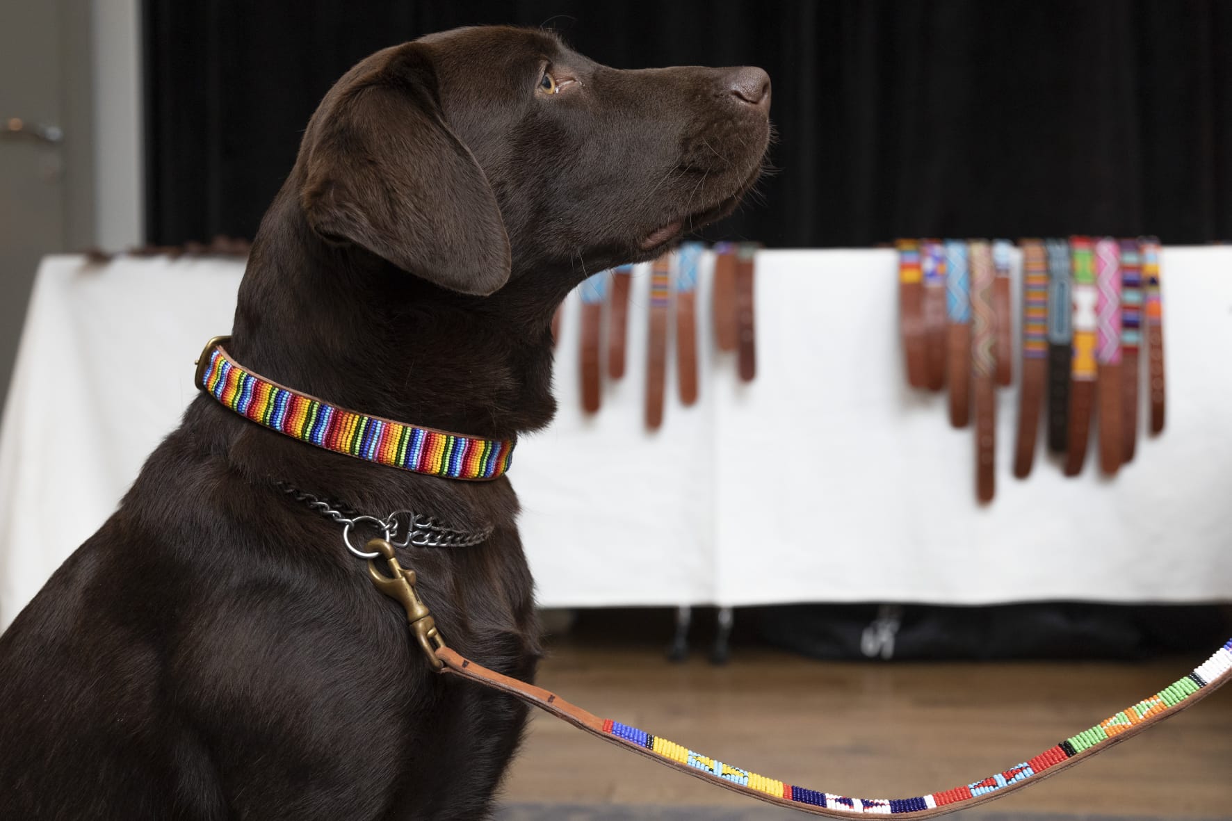 Masai Dog & Cat Collar - Rainbow