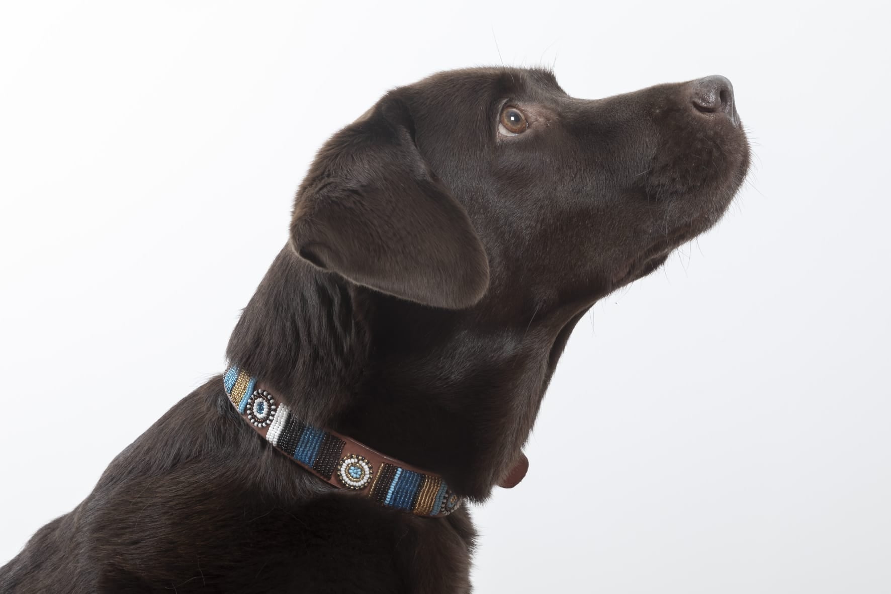 Masai Dog & Cat Collar - Rainbow & Sun (Gold)