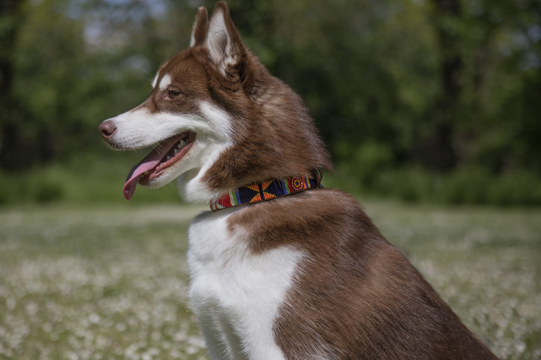 Masai Dog & Cat Collar - Geometric & Sun Multicolor