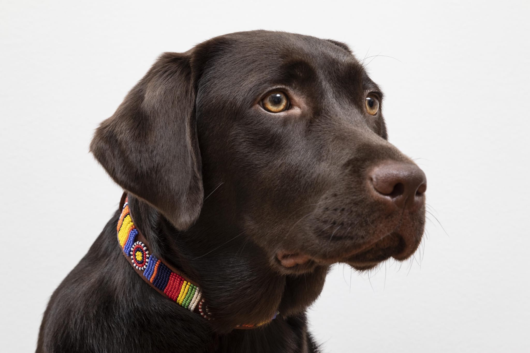 Masai Dog & Cat Collar - Rainbow & Sun