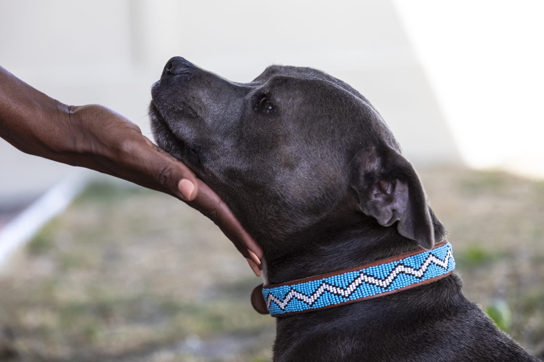 Masai Dog & Cat Collar - Zig Zag (Blue)