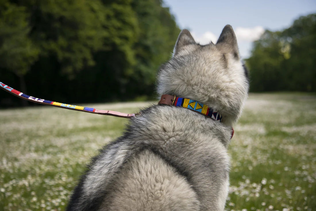 Laisse pour Chien & Chat Masaï - Geometric & Sun Multicolor