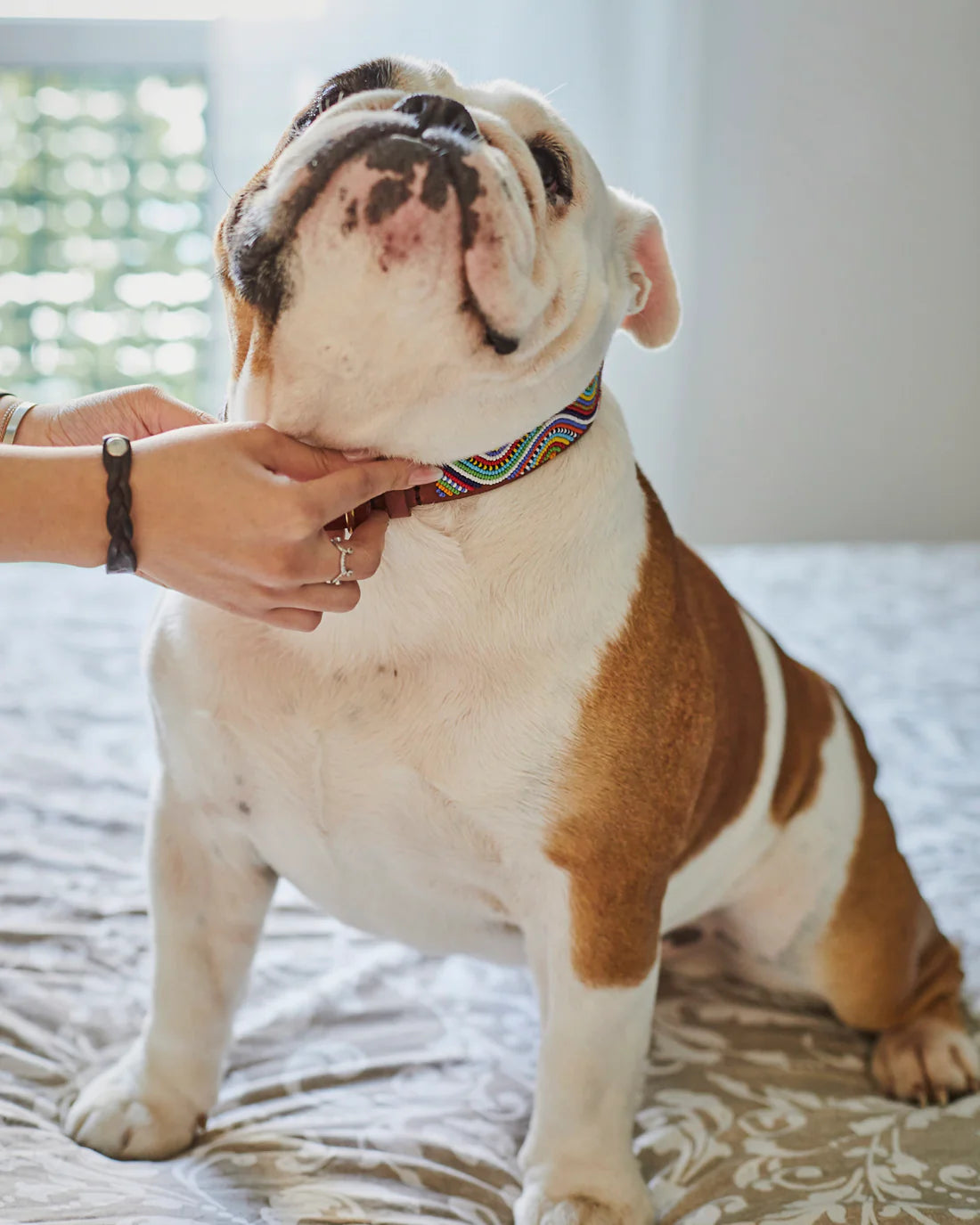 Masai Dog & Cat Collar - Waves (Multicolor)