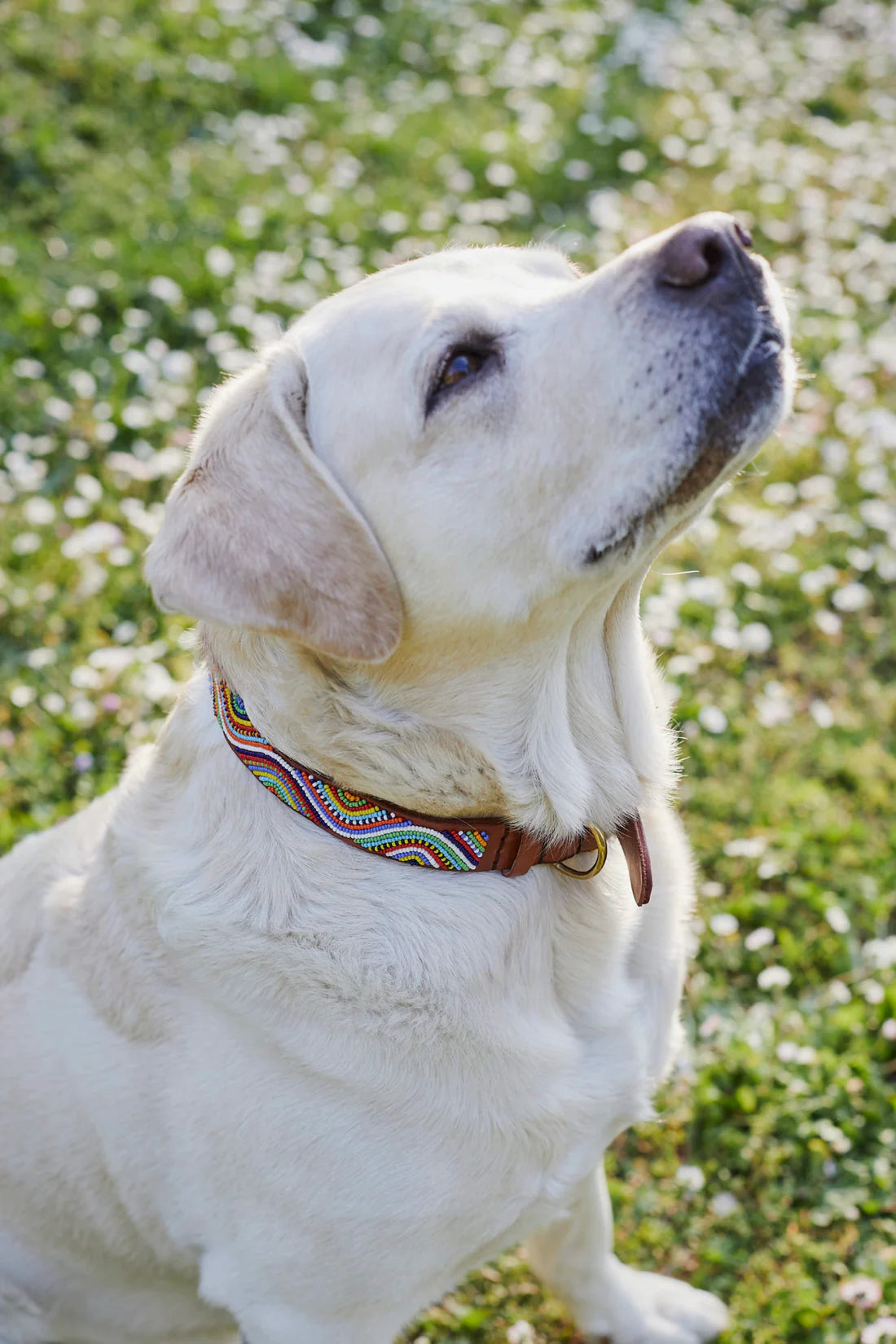 Masai Dog & Cat Collar - Waves (Multicolor)