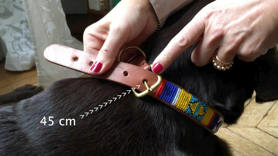 Masai Dog & Cat Collar - Absolute Red