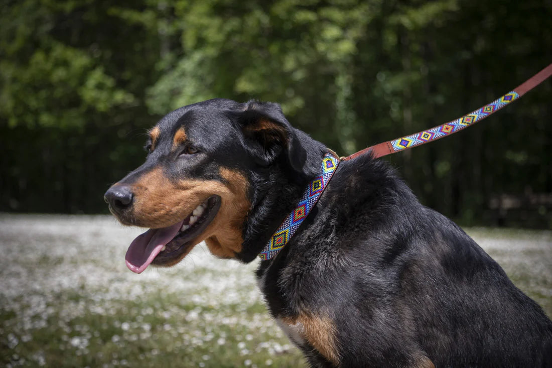 Laisse pour Chien & Chat Masaï - Diamond