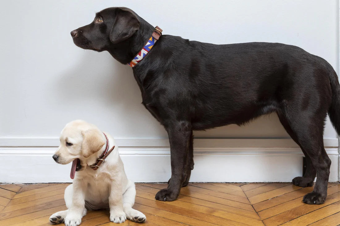 Accessoire Chien Perles et Cuir