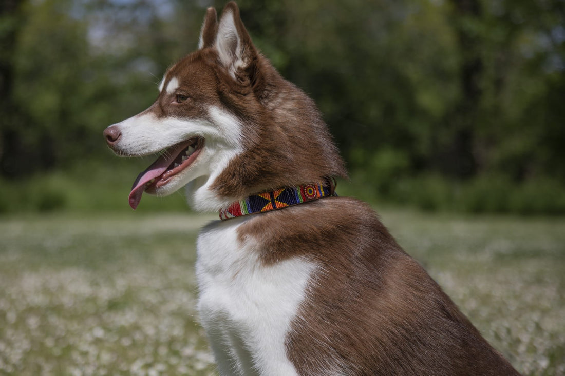 Collier pour Chien Masai - Geometric &amp; Sun Multicolor
