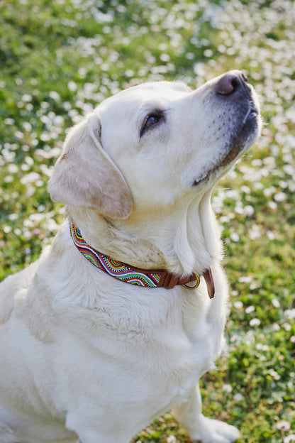 Accessoire Chien Perles et Cuir